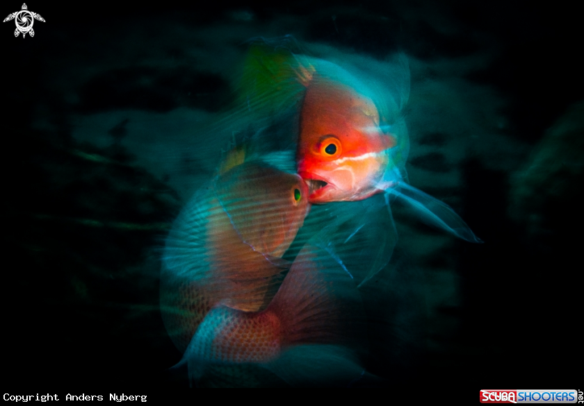 A Anthias fish