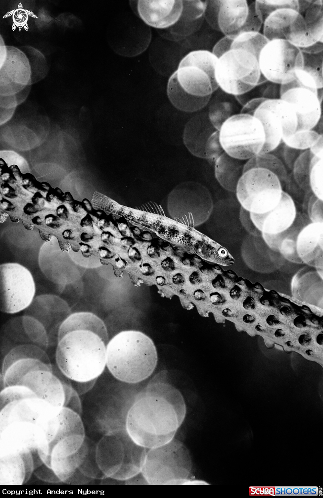 A Whip Coral Goby