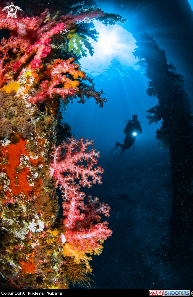 A Diver and soft corals