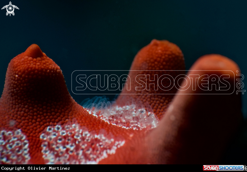 A Sea Cucumber 