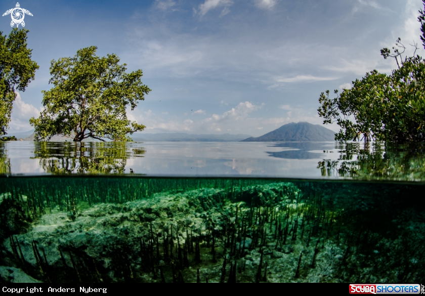 A Mangrove 