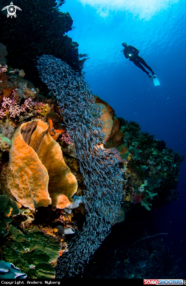 A Diver