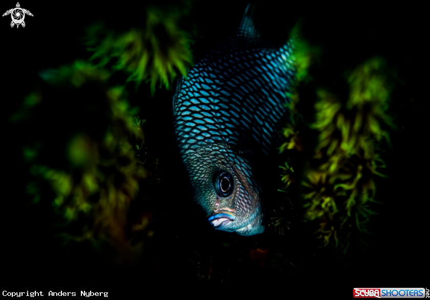 A Dusky damselfish