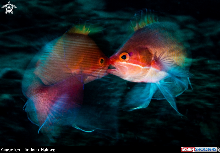 A Anthias