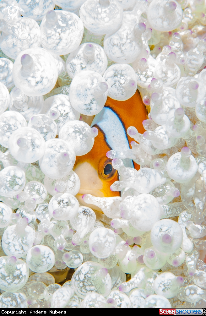 A Clownfish