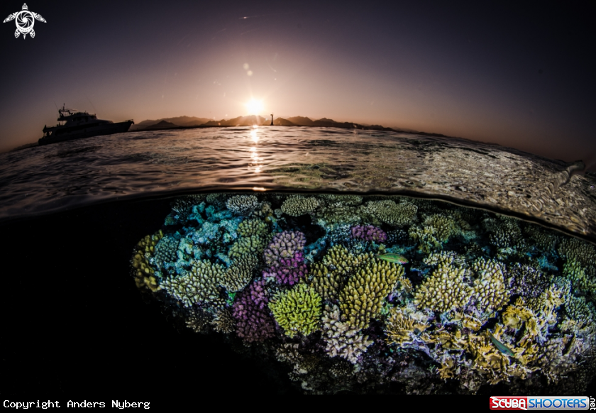 A Hard Corals