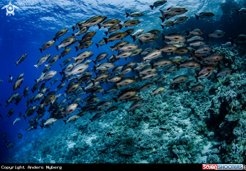 A Red Sea Snapper