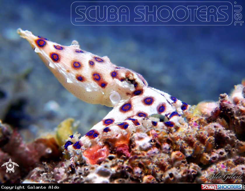 A Blue Ring Octopus