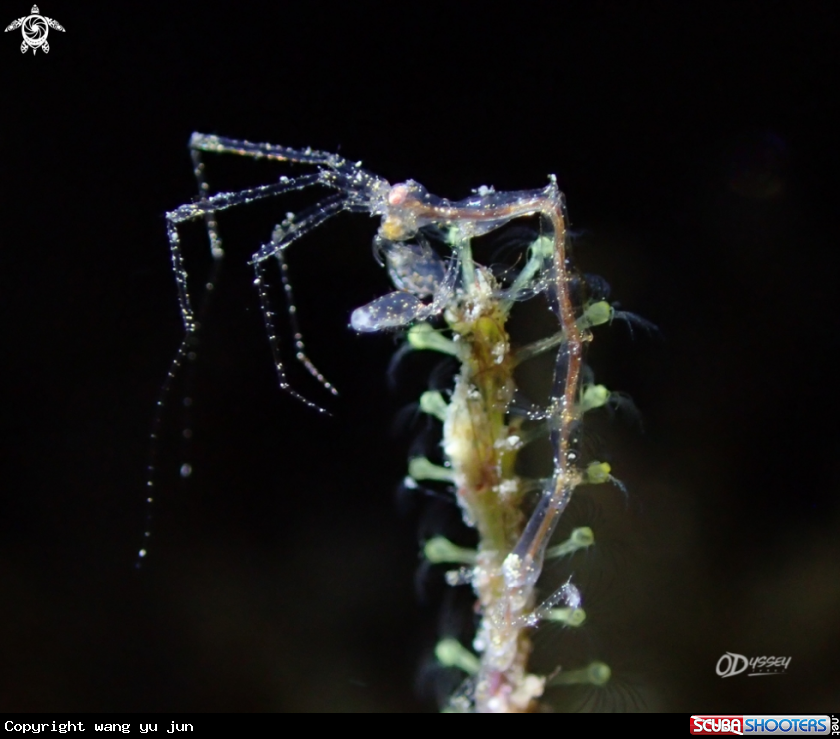 A skeleton shrimp