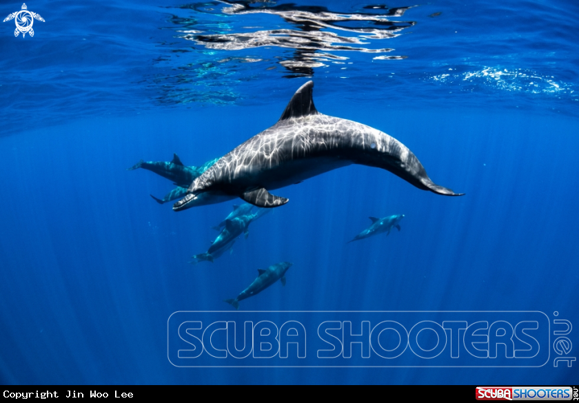 A Bottlenose Dolphin