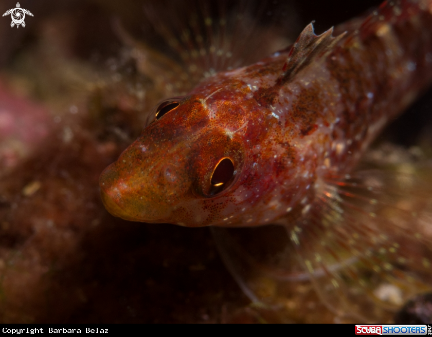 A Pesce Peperoncino