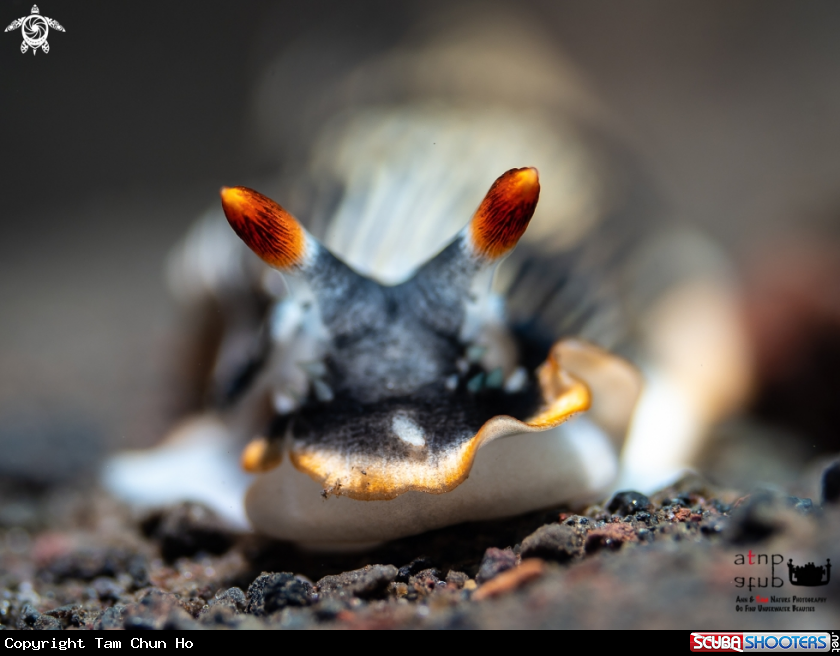 A Nudibranch