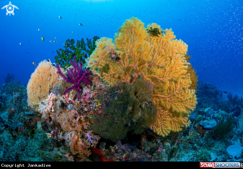 A Gorgonian