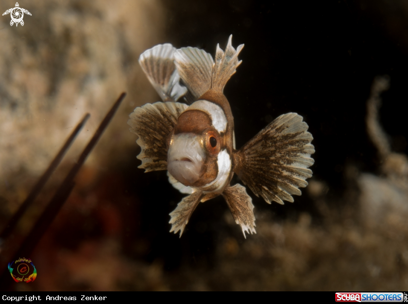 A Harlequin sweetlip - juvenile  
