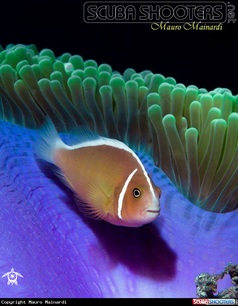 A Clownfish