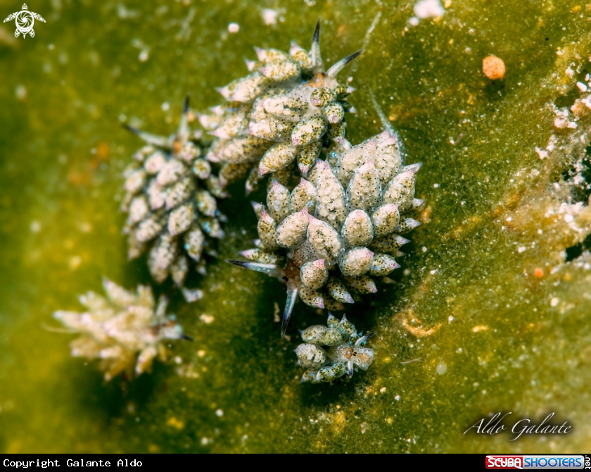 A Nudibranch