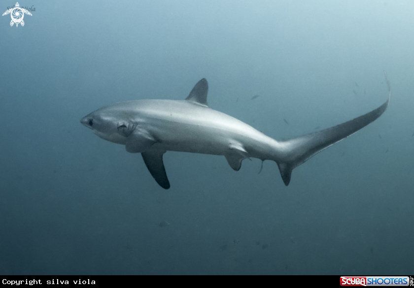 A Pelagic Thresher Shark