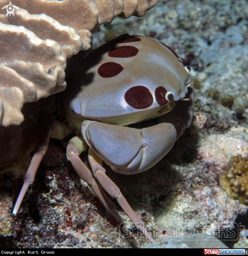 A Crab
