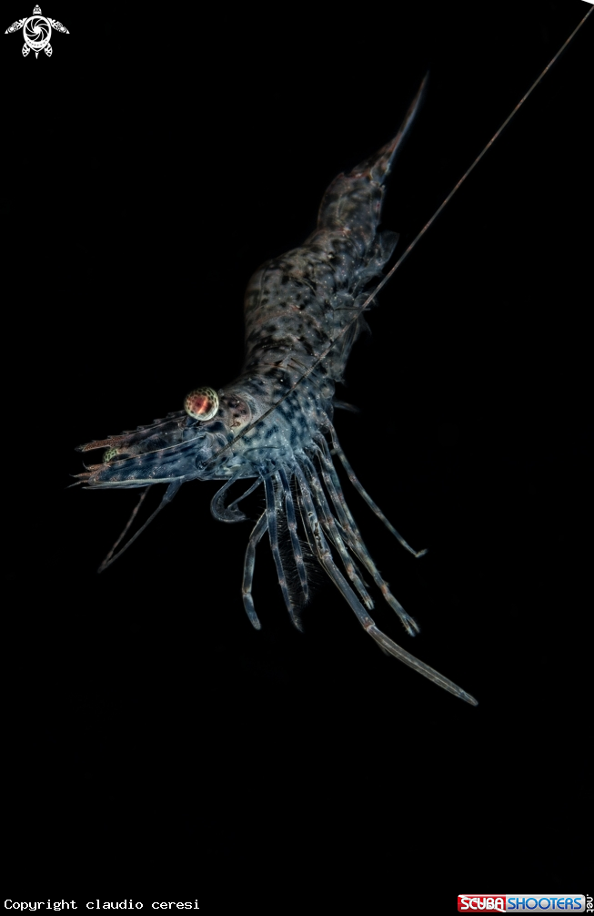 A Heteropenaeus longimanus
