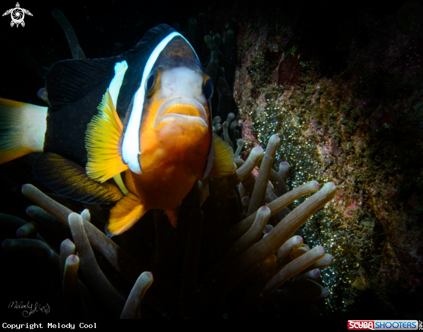 A Nemo
