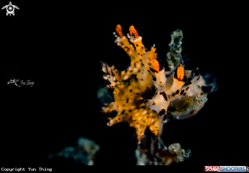 A Nudibranch