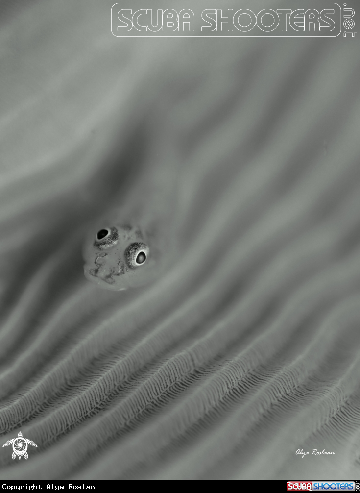 A Goby