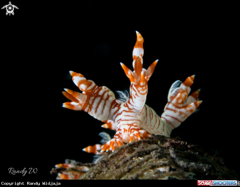 A Nudibranch