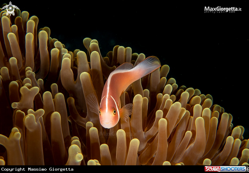 A clown fish