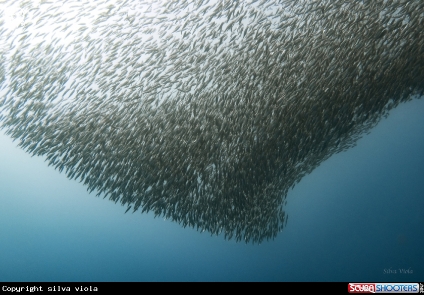 A Sardine