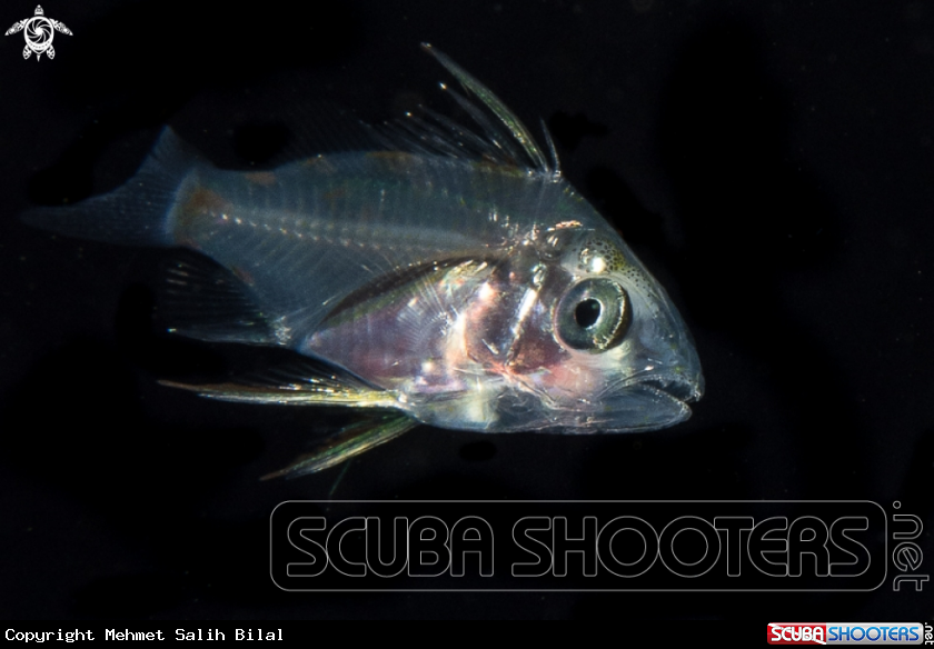 A Juvenile jackfish.