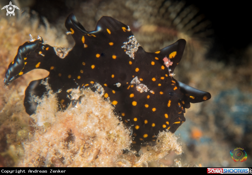 A Painted frogfish juvenile 