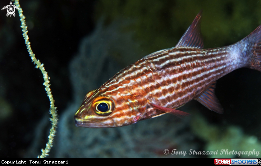 A Tiger cardinalfish