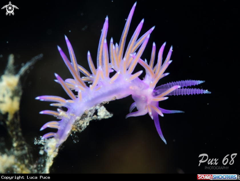 A Flabellina affinis