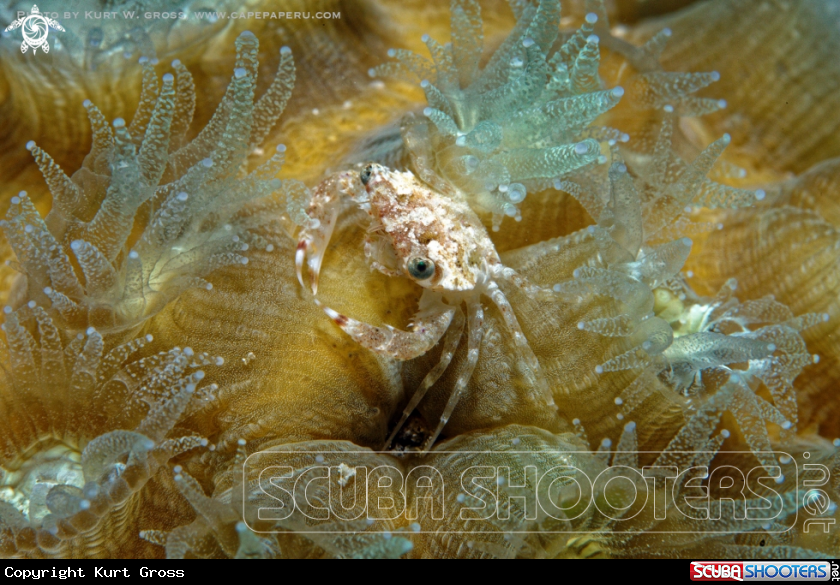 A Crab