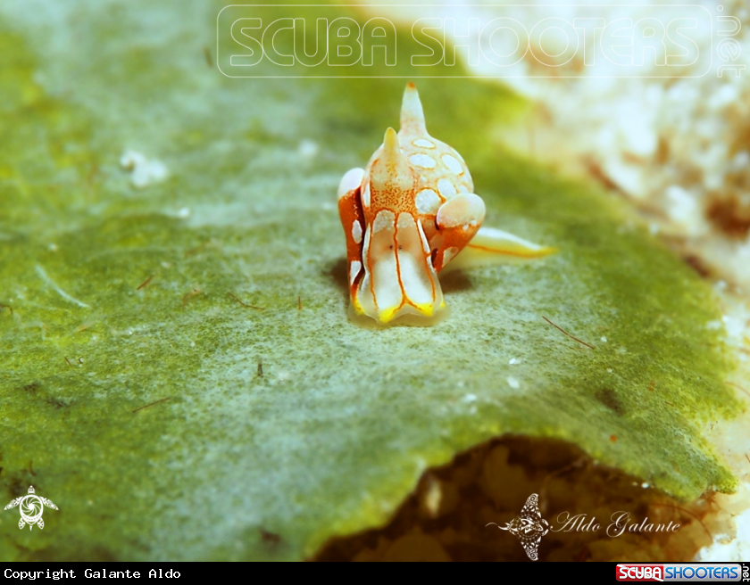 A Nudibranch