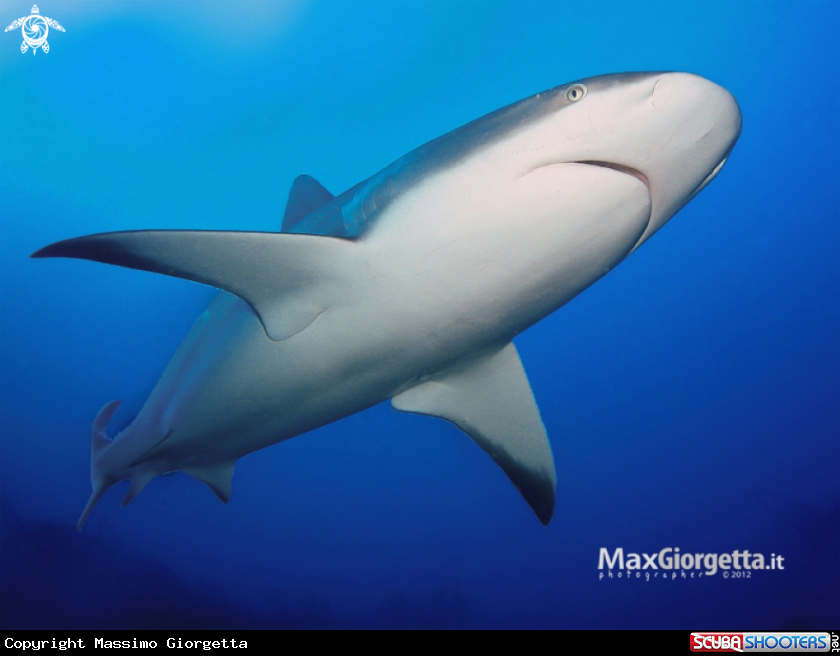 A Grey shark