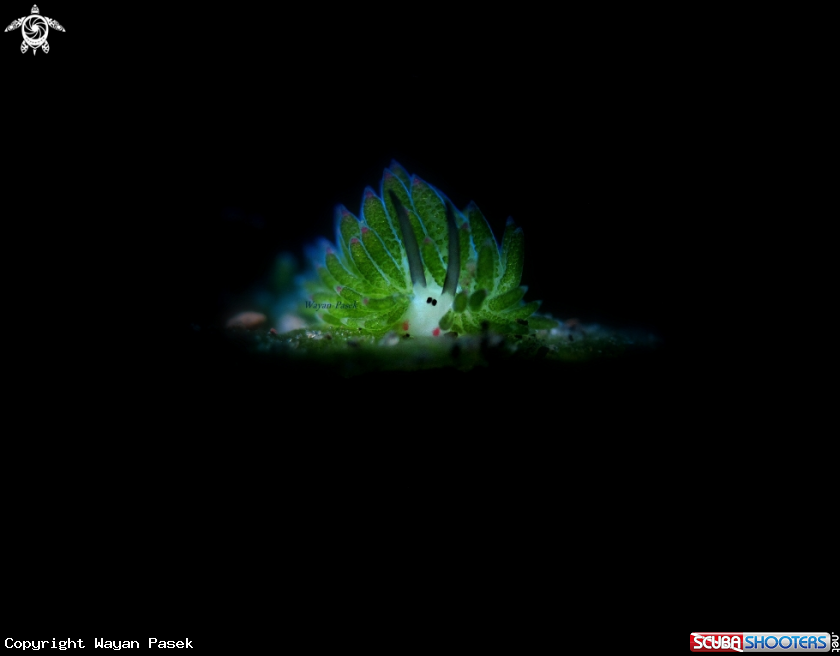 A costasiella sp
