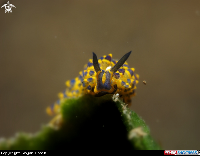 A costasiella sp