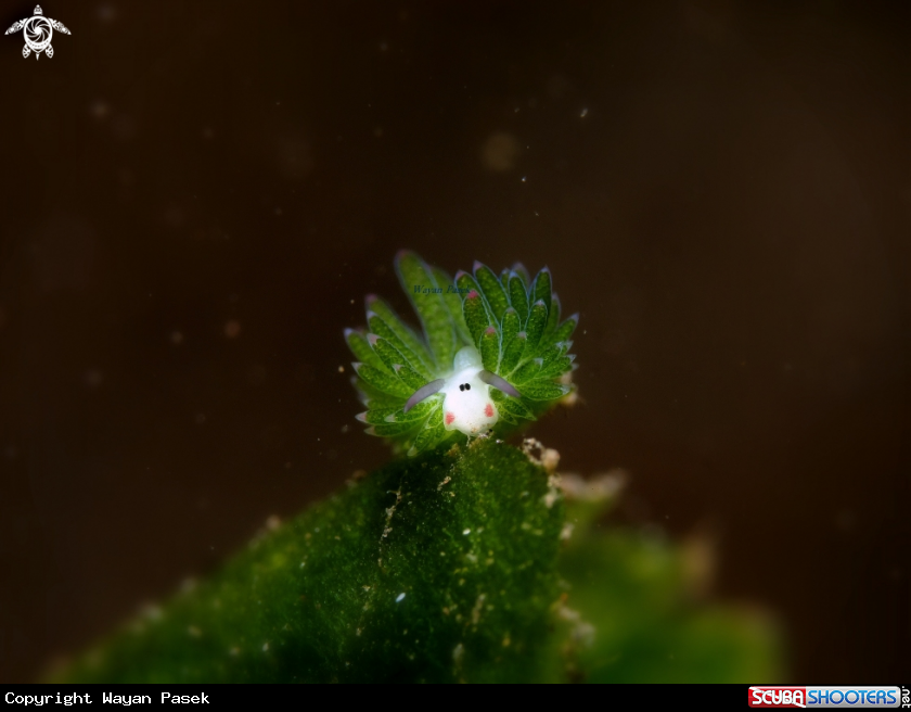 A costasiella sp