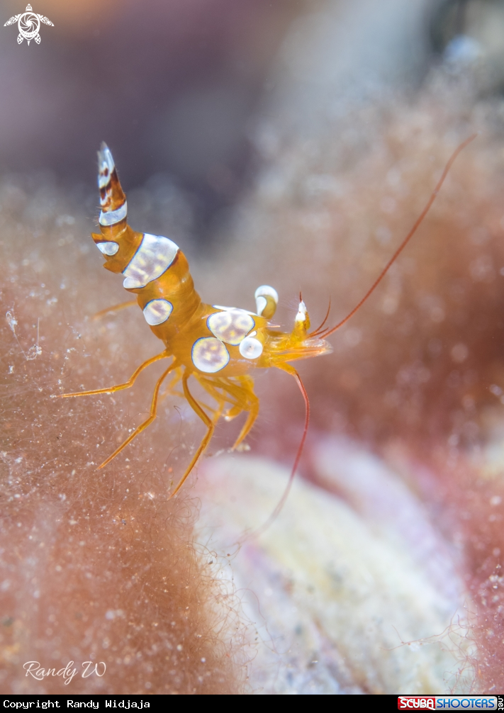 A Shrimp
