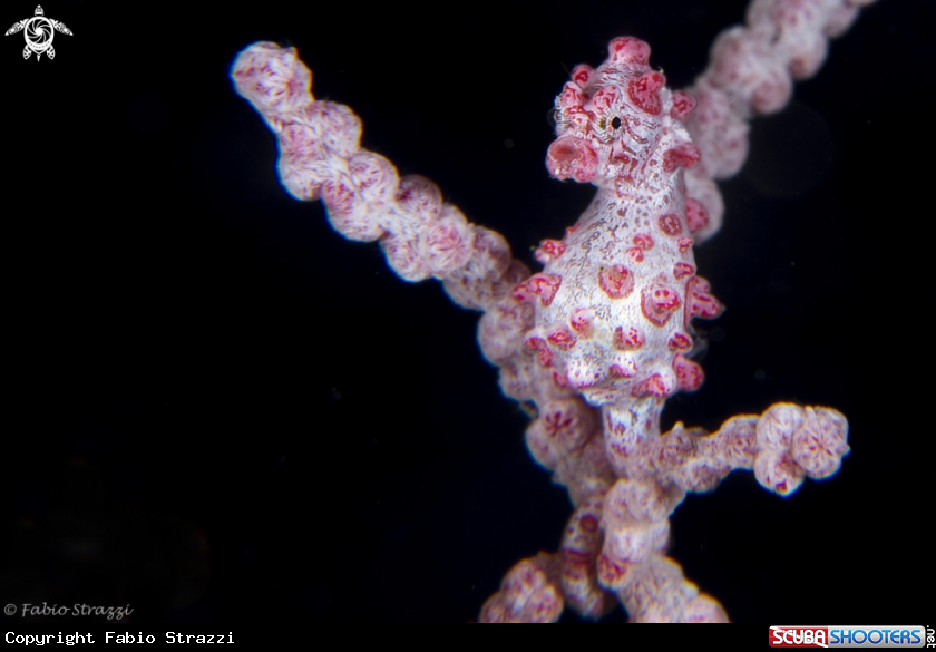 A Pigmy seahorse