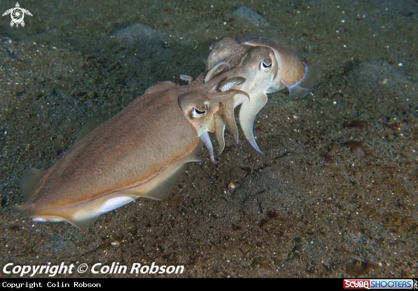 A cattel fish