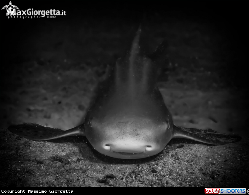 A leopard shark