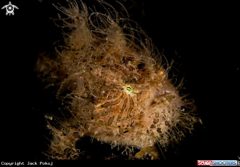 A Hairy frogfish
