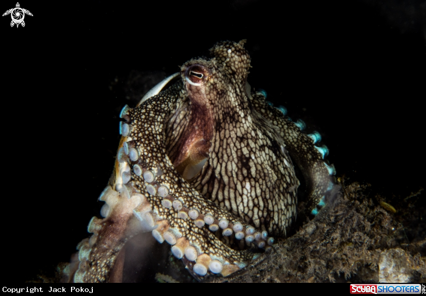 A Coconut octopus
