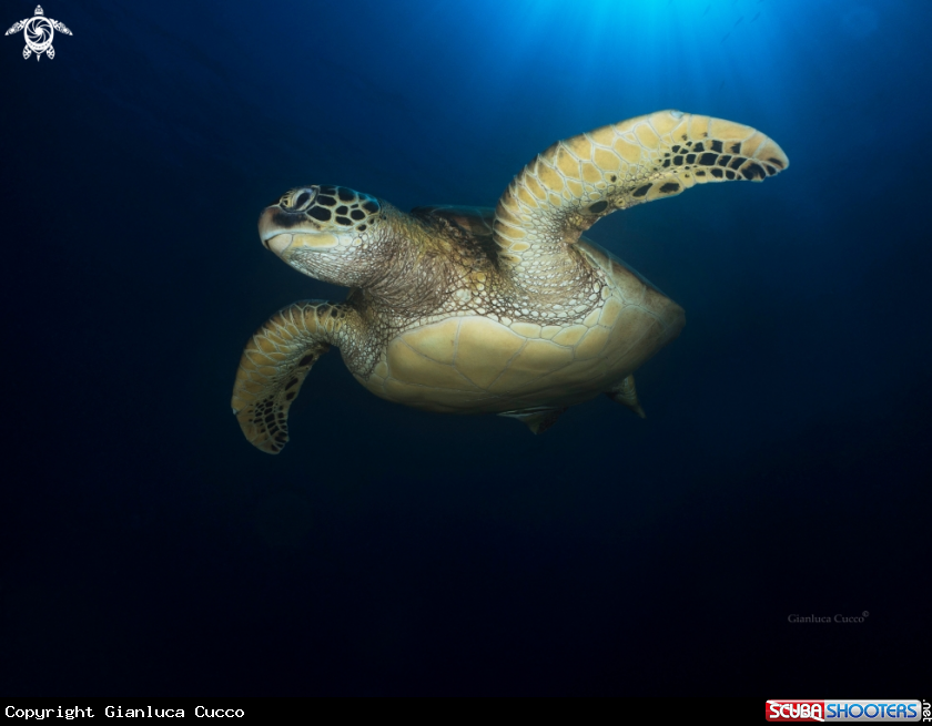 A Green turtle