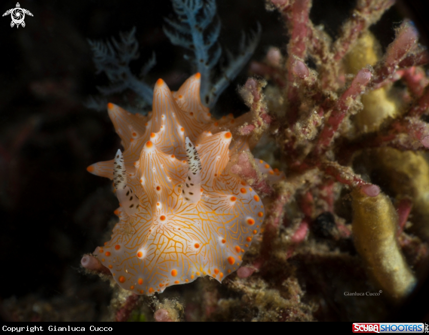A Halgerda Nudibranch