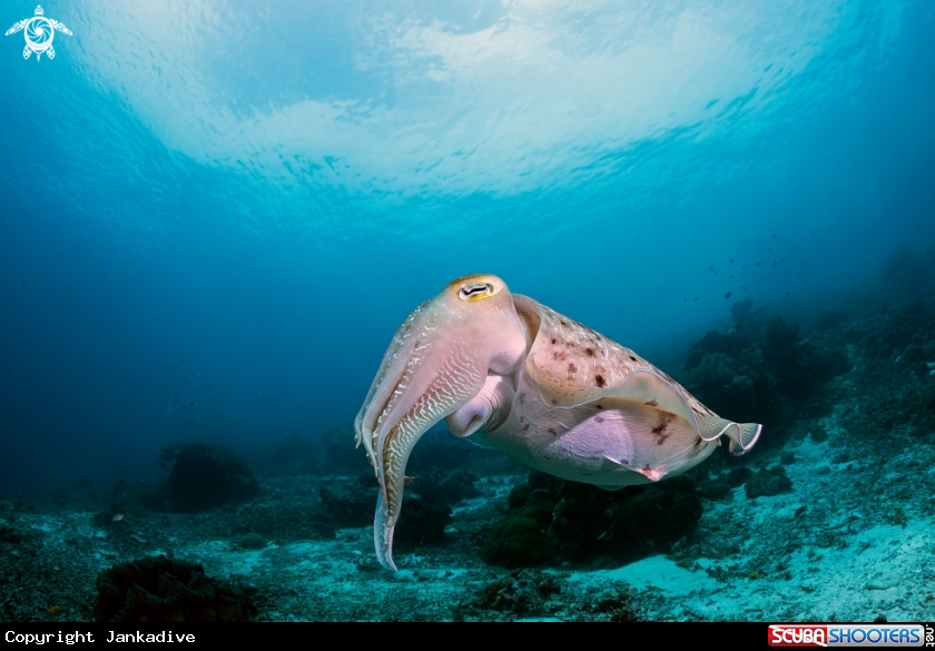 A Cuttlefish