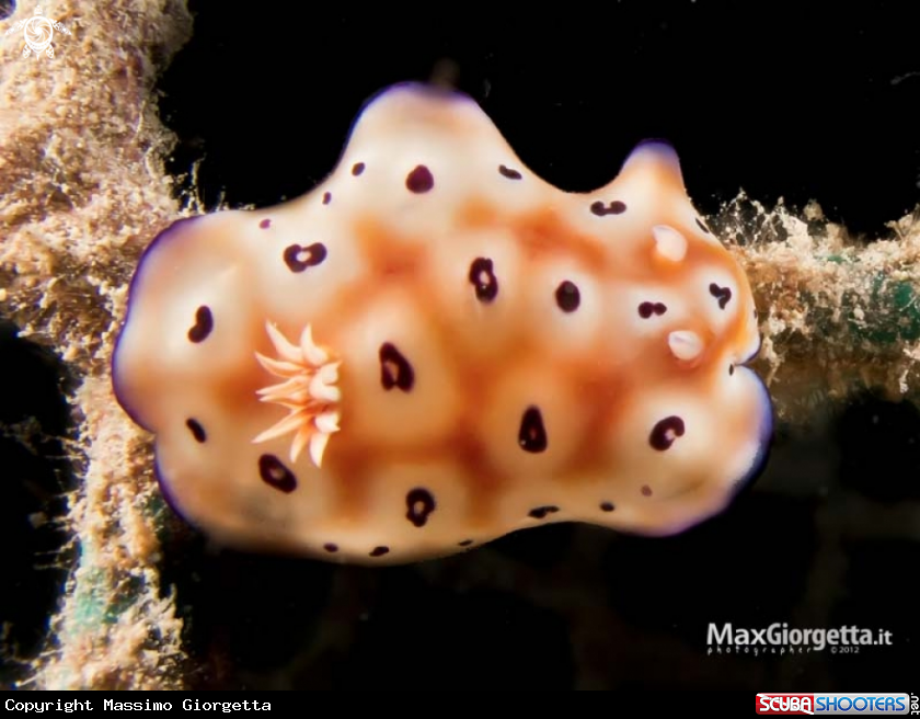 A nudibranch