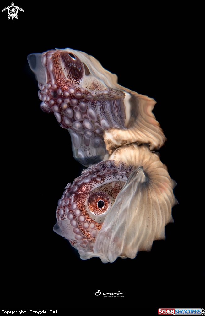 A Paper Nautilus